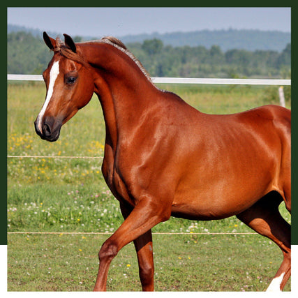 Horse Feed & SuppliesA horse running in a pasture.