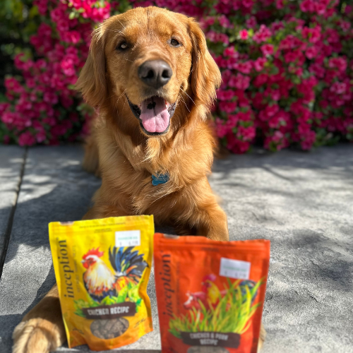 A golden retriever laying down in front of bags of treats.