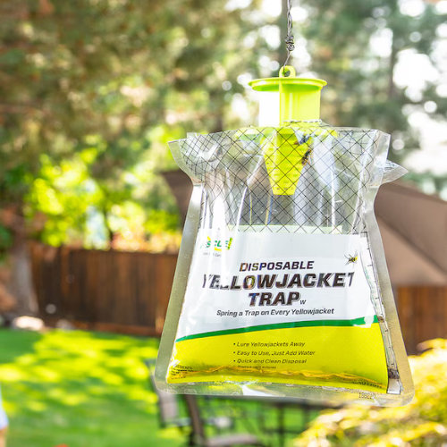 A close-up of a yellow jacket trap.