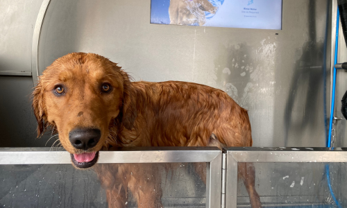 A dog in a dog wash