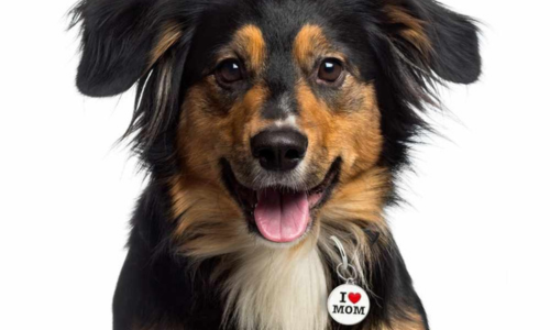 A close up of a dog with an engraved tag on it's collar