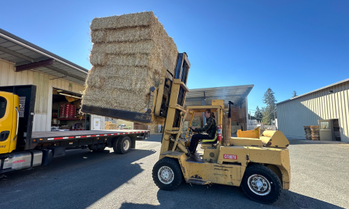 A forklift loading hay bales onto a flat bed truck outside of Rainbow Ag.