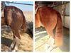 Horse Guard Hoof & Hair Guard
