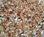 BAR Ale Dove & Quail mix