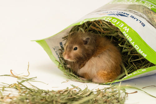 Blue Mountain Hay 2nd Cutting Timothy Hay for Small Pets