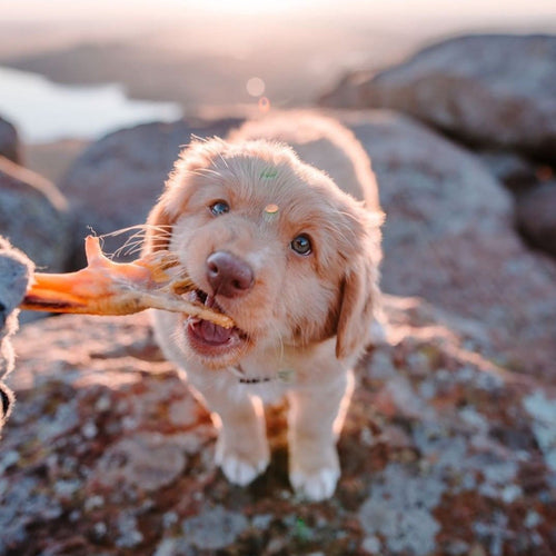 Natural Farm Chicken Feet for Dogs