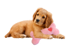 Ethical Pet SPOT Soothers Warm Hugs Bone Asst 12″ Dog Toy